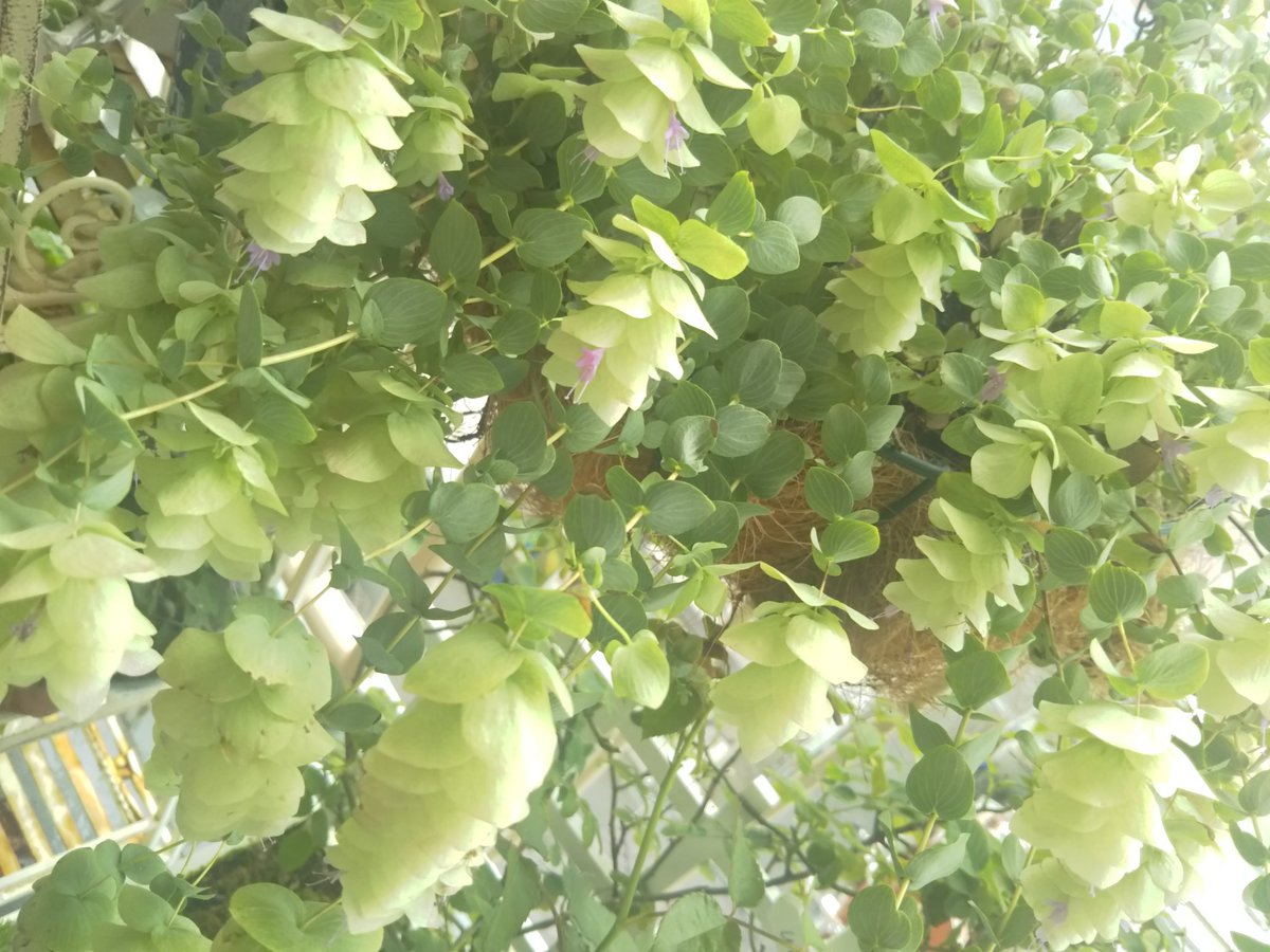 オレガノケントビューティ