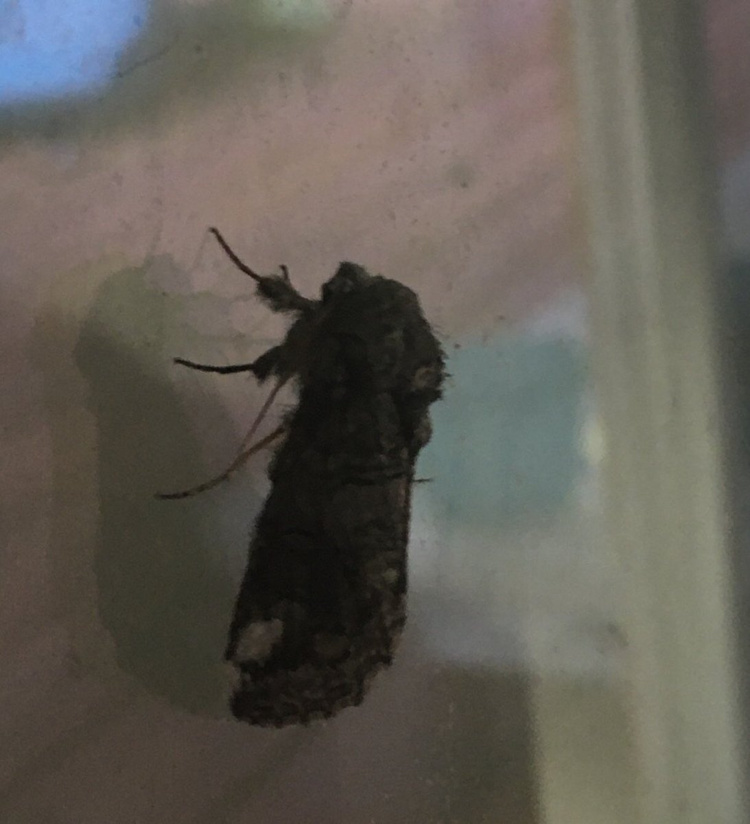 Terry Wilson tweet media