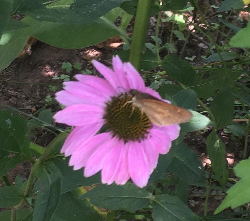 Terry Wilson tweet media