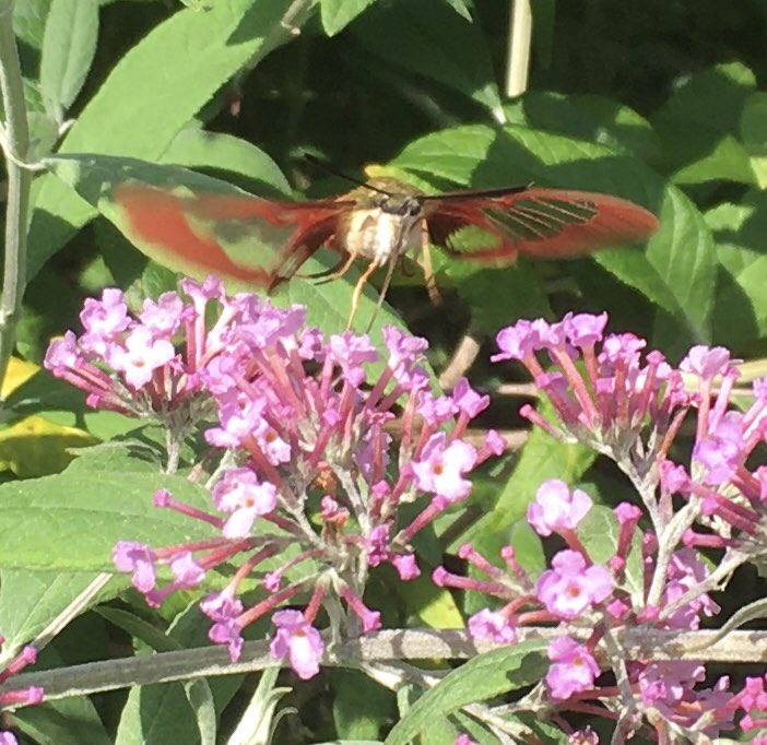 Terry Wilson tweet media