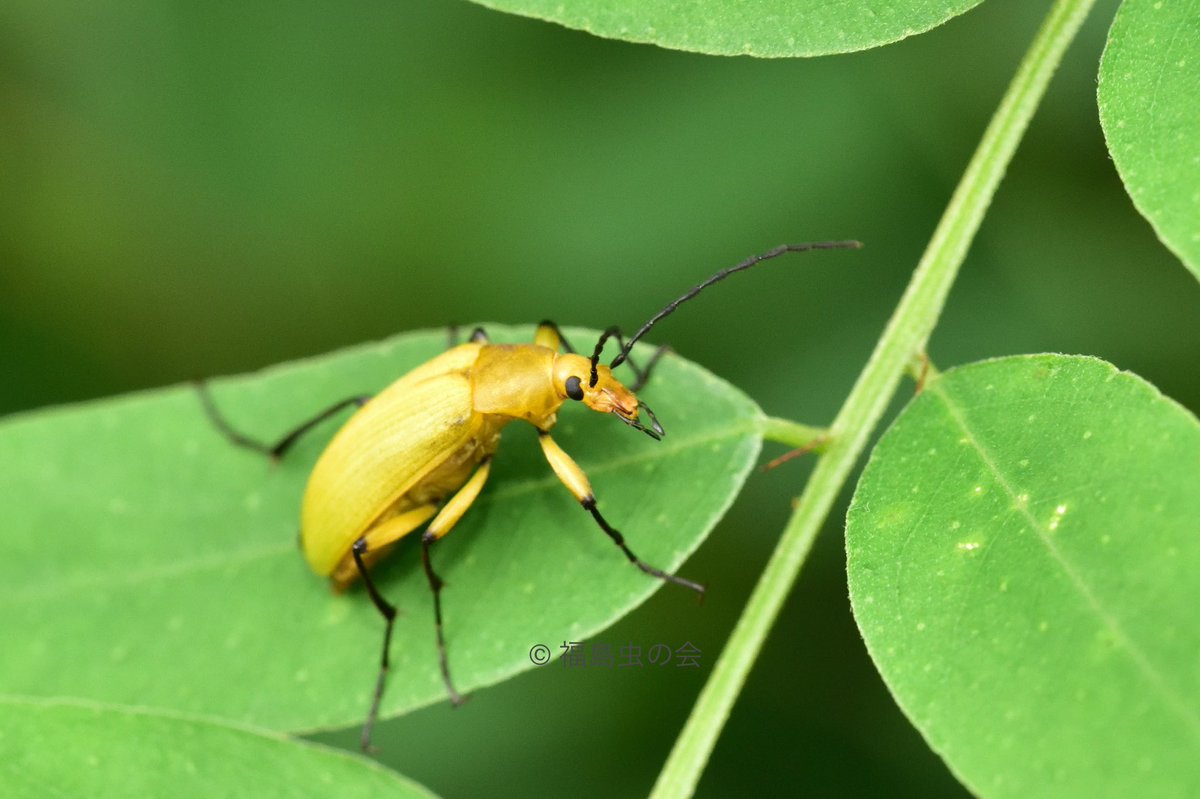 福島虫の会 キイロクチキムシ Cteniopinus Hypocrita 黄色い虫は多いですが その中でも群を抜く綺麗さ 黒い脚もお洒落ですね 夏に栗などの花に集まります 福島虫の会 キイロクチキムシ Cteniopinus Hypocrita 黄色い虫は多いですが その中でも群を抜く綺麗さ 黒い脚もお洒落ですね 夏に栗などの花に集まります