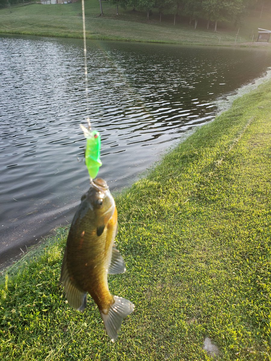 mschwarm75's tweet photo. Got a few tonight with the kids. My daughter caught it all by herself. @MarTeaseLures grasshopper strikes again https://t.co/przcKPfp7E