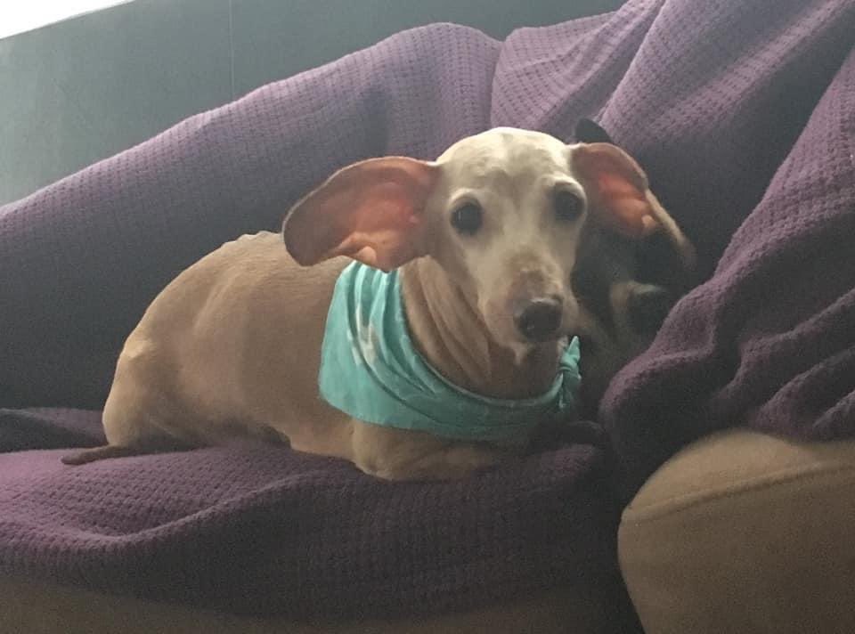 Inthelockerroom's tweet photo. Got my first tatoo today in memory of Ally our dauschand. You will always be with us sweet girl โค๏ธโค๏ธ #RIPAlly #Rainbowbridge #norskstudiobuford https://t.co/2JJKJQRGAO