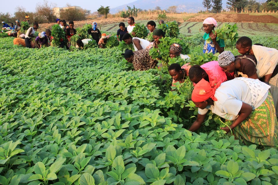 NsabimanaClest4's tweet photo. #Burundi Avec une telle détermination de la population burundaise dans la production agricole
certes que le pays de lait et du miel
sera d 'ici peu le grenier de la sous région
nouvelle image du Burundi de Ntare
#GenNeva commandant du développement durable https://t.co/yfWiRwyrCi