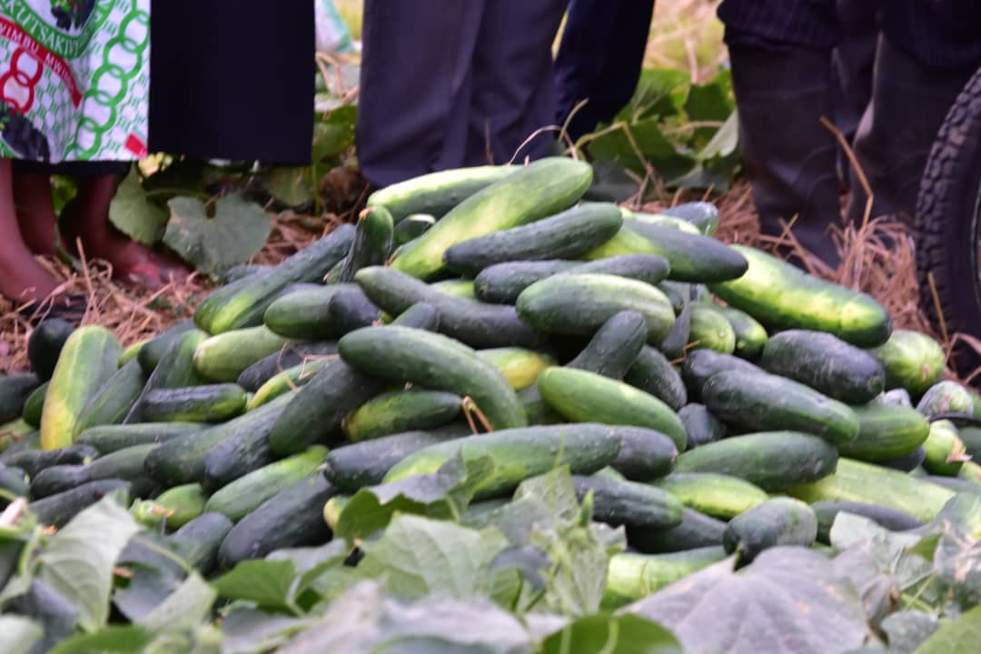 NsabimanaClest4's tweet photo. #Burundi Avec une telle détermination de la population burundaise dans la production agricole
certes que le pays de lait et du miel
sera d 'ici peu le grenier de la sous région
nouvelle image du Burundi de Ntare
#GenNeva commandant du développement durable https://t.co/yfWiRwyrCi