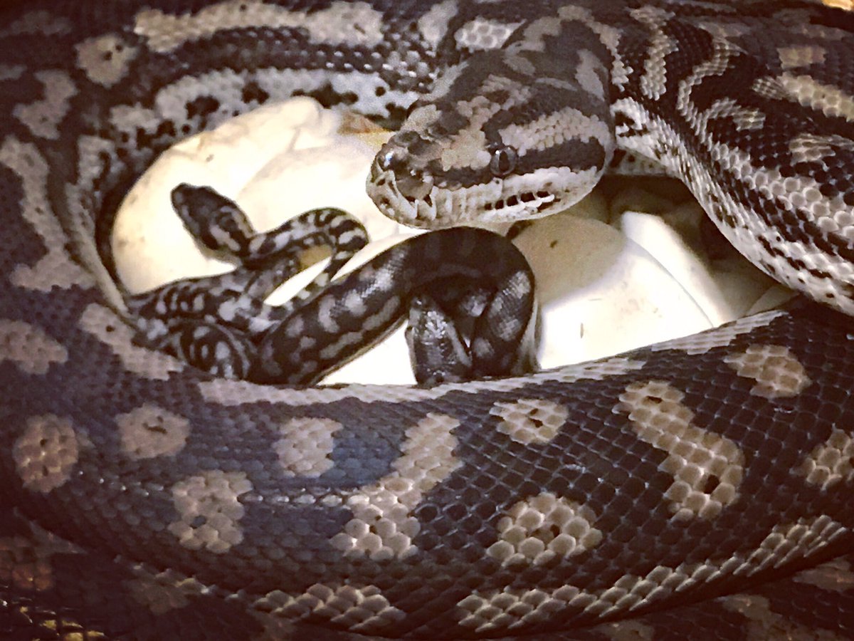 HerpNation's tweet photo. 2020 Inland Carpet Python (Morelia s. metcalfei) maternal incubation. 88-90F (temp gun every 2 days), hatched on day 48. ALL of my Morelia maternally incubate. Anyone else allow maternal incubation? #pythons #carpetpythons  #snakebreeding #maternalincubation #herpetology https://t.co/yb6KlL1w3x