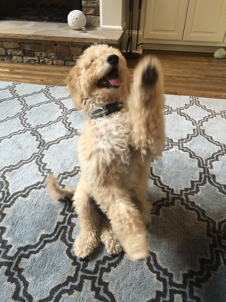 JennyLLetsch's tweet photo. Sammy’s been working hard on his fancy tricks. Here’s “pretty sit”. #peachonaleash #goldendoodles #southeastdoodles https://t.co/n0GOUl9vTe