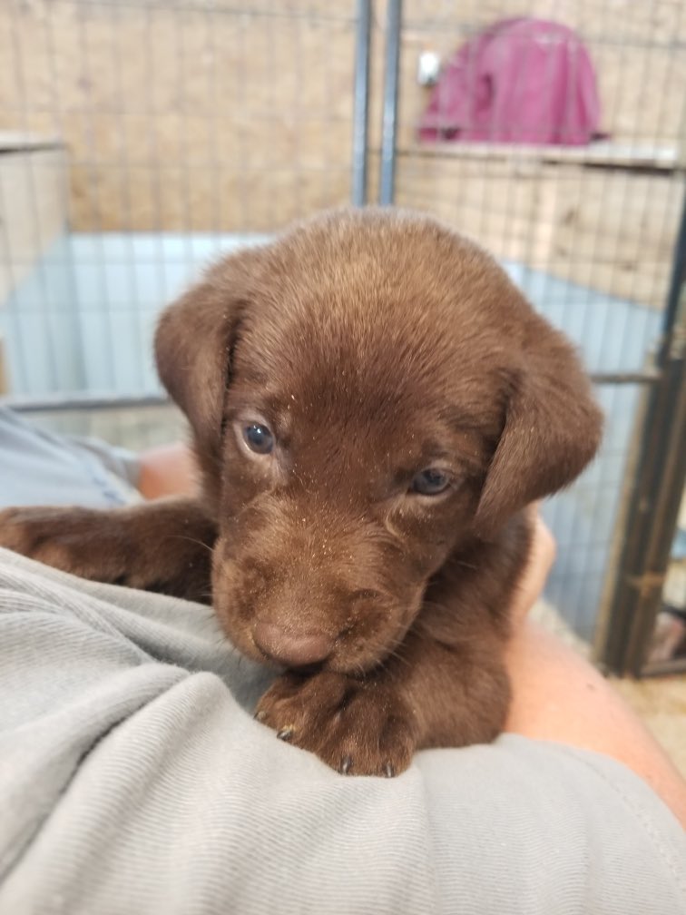 im_SAMsational's tweet photo. Everyone say hi to Aggie ♥️ https://t.co/ZvQ5duqWO1