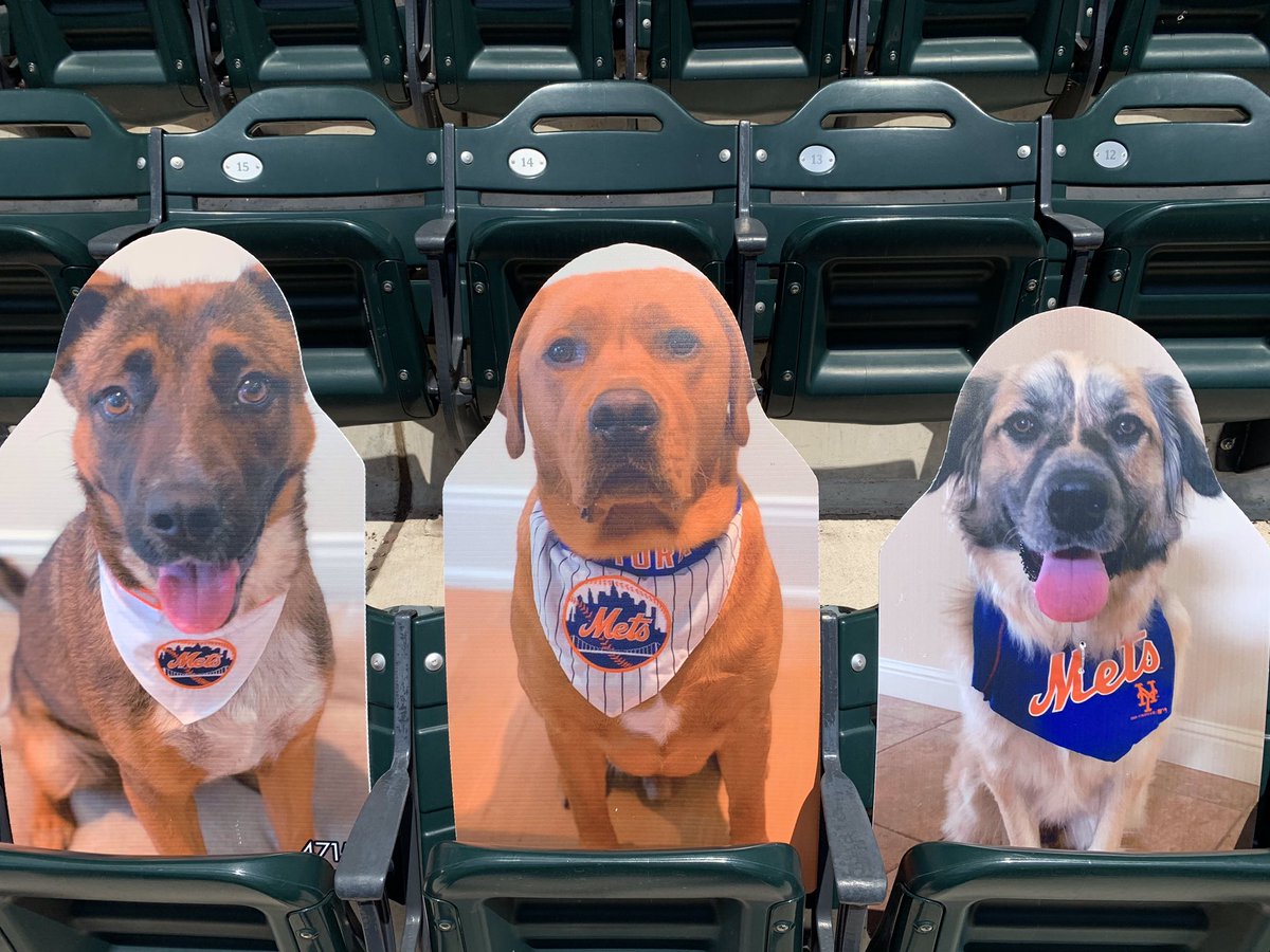 timbhealey's tweet photo. Among the cardboard cutouts in the stands at Citi Field are three dogs in rightfield: Kali and Griffey Conforto and Willow McNeil. https://t.co/E2wxyN0hPm