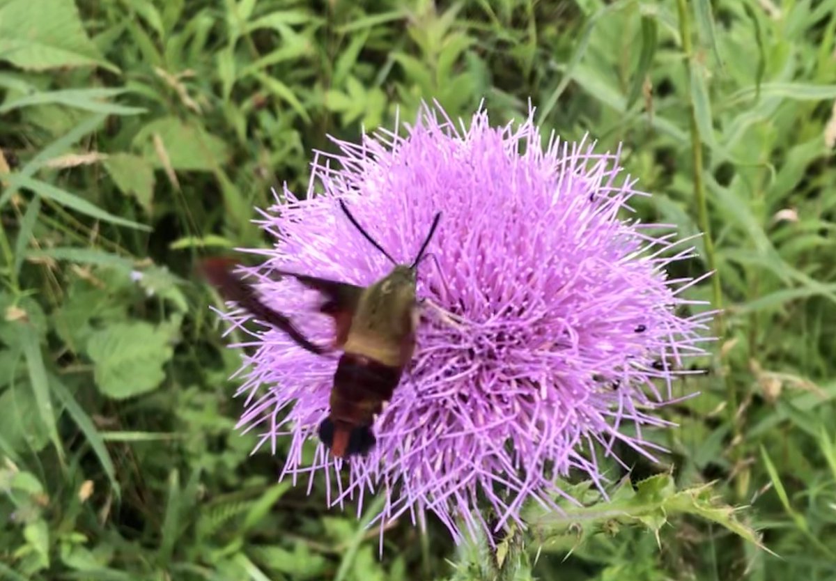 Saw a Hummingbird Clearwing on our hike today! However the Seek app has informed me it is actually a moth, Hemaris thysbe, of the Sphingidae (hawkmoth) family. Used to see these often in VA, thrilled to finally find my favorite insect in NY!
