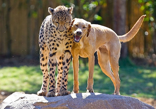 Unusual animal friendships