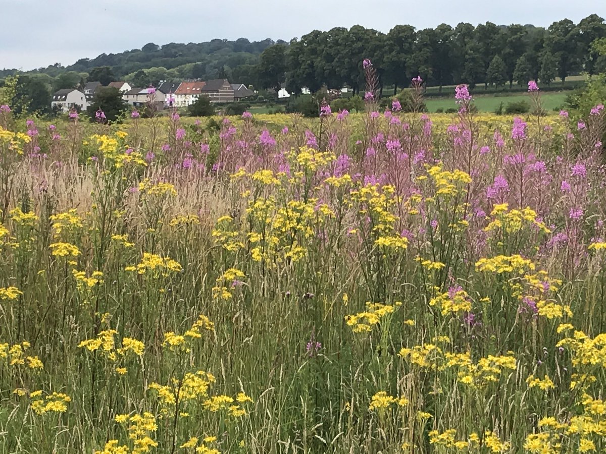 HGMBecker's tweet photo. Ingendael, Houthem-St. Gerlach, @magnifiekZL https://t.co/ttZknOVZOd