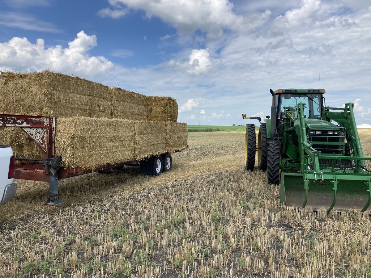 LandCattle's tweet photo. Perfect day to bale rye ! https://t.co/B8gIUjuibB