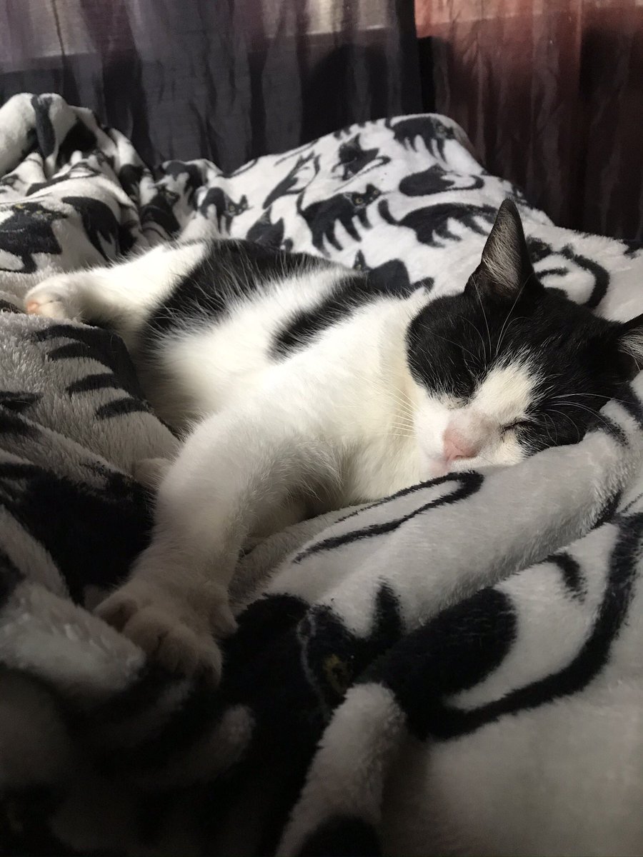 tallvamp's tweet photo. @spooky_t0fu my son, poe...the handsomest boyyy https://t.co/o6pcUMPmEd