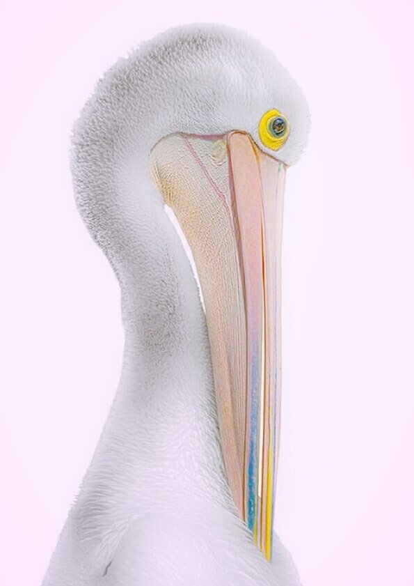 dgsep17's tweet image. #Passarinhos