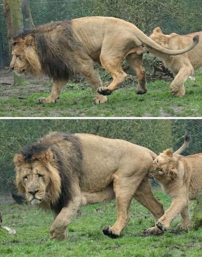 finding out that lionesses have sex 20-40 times in a day when they're in heat and if her man can't keep up with her she demands to mate by biting his balls has been the highlight of my day