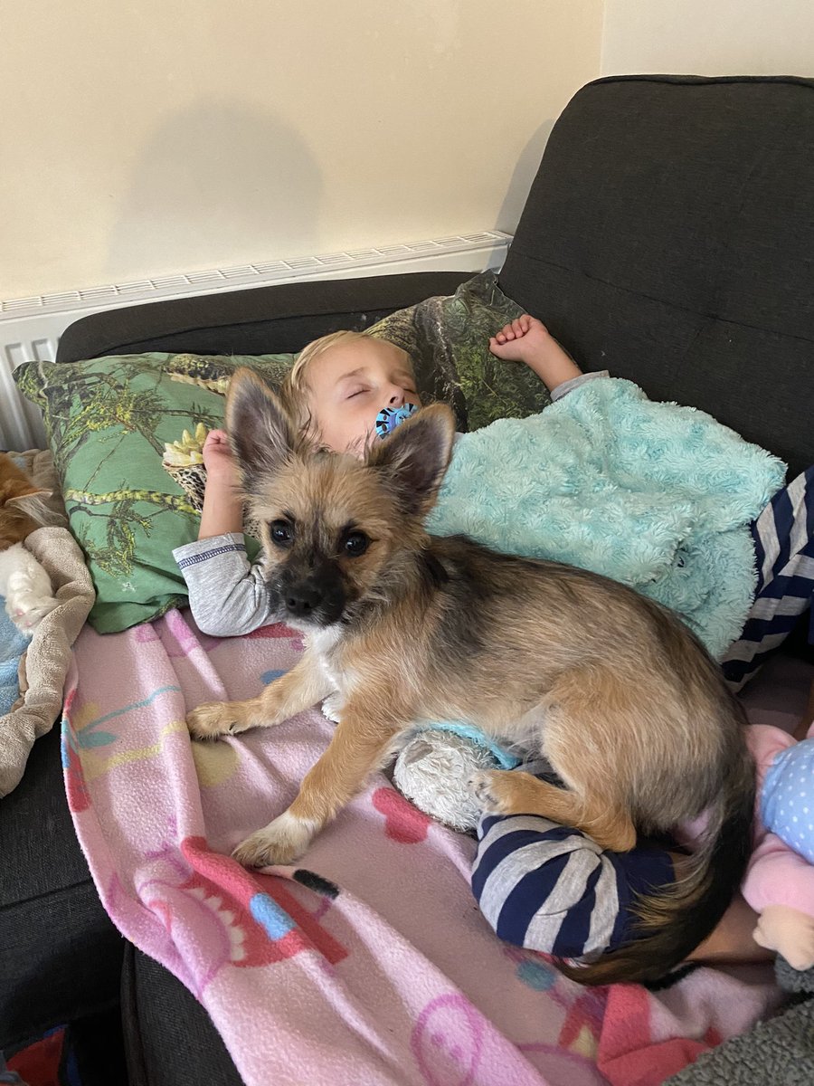 Arlo19P's tweet photo. Laying on him while he is asleep is the best.... because there is nothing he can do about it 😂🐶🐾 #puppy #PuppyPlay #puppylove #PuppyTime #puppyeyes #puppies #dogsoftwitter #dogs #dogslife #dogsarefamily #ChihuahuasOfInstagram #pets #animals #cute #cuteboys https://t.co/UieooLphPi