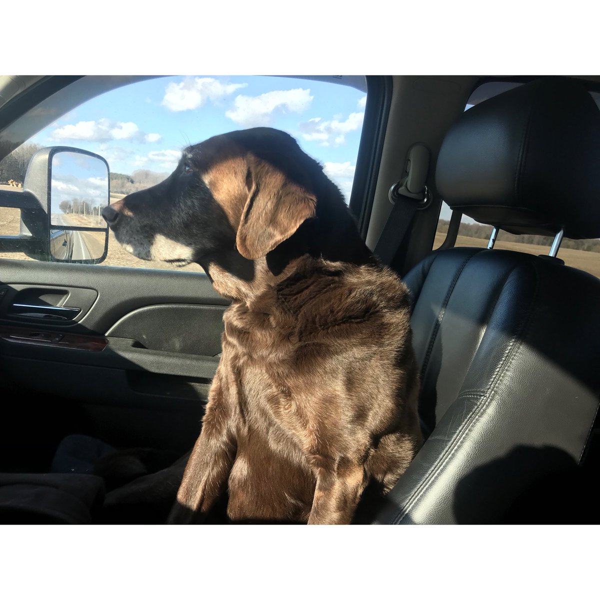 RailLineFarms's tweet photo. A week ago today we said goodbye to our four-legged heart of the family. Marley will be missed around here more than words can say❤️Thanks for 13 years of unconditional love and companionship❤️ https://t.co/YDQCMZJGX0