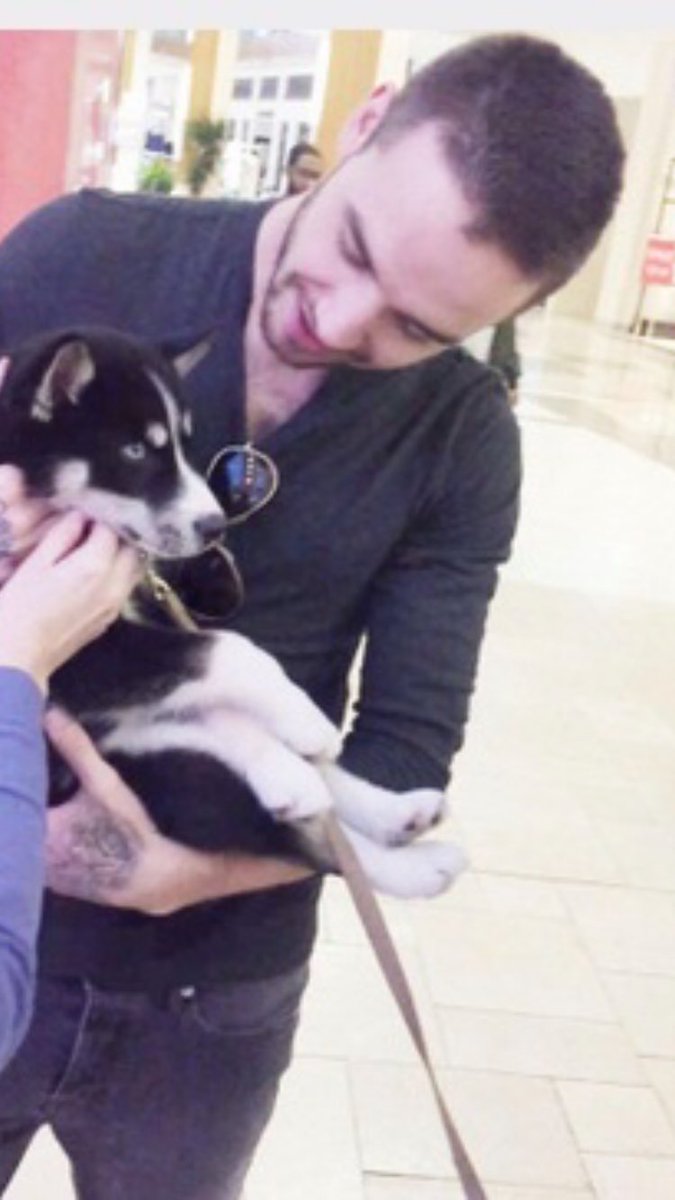 liam payne with dogs; a very cute and NECESSARY thread