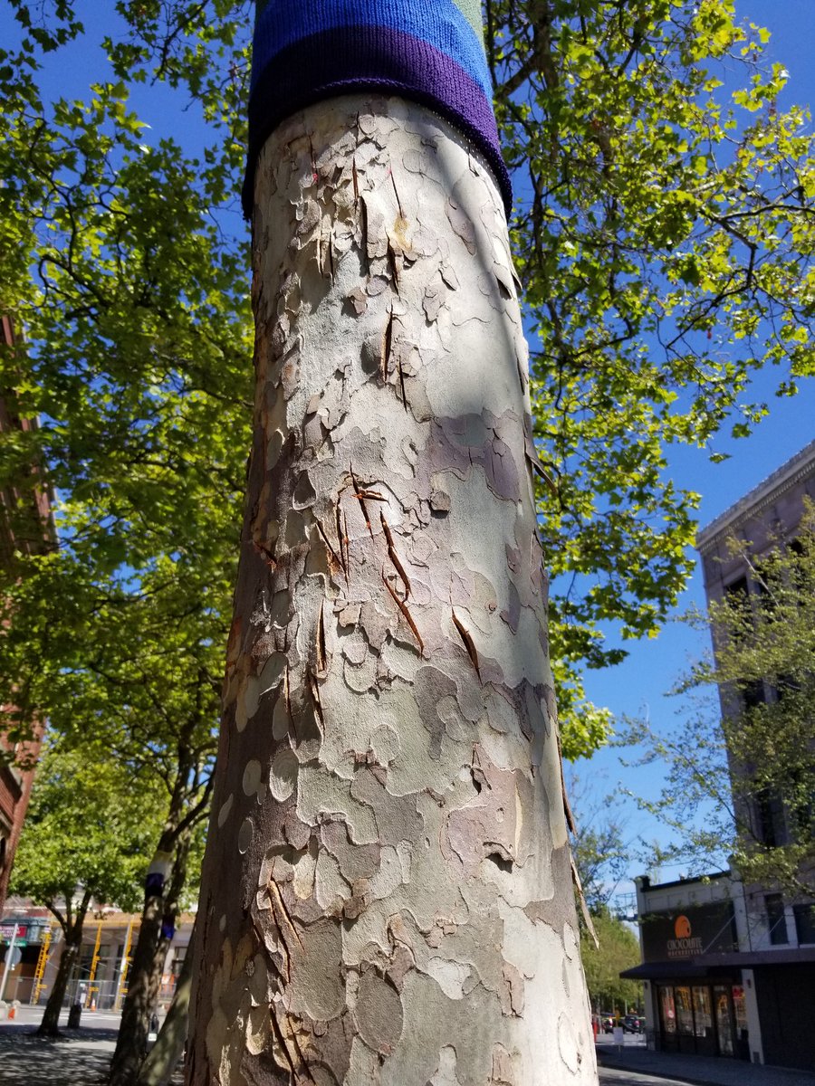 These are the knife marks from when they slashed the original flag off the tree. The tree will heal on it's own. The rest is up to us.  #BHamLoveWins  #Pride