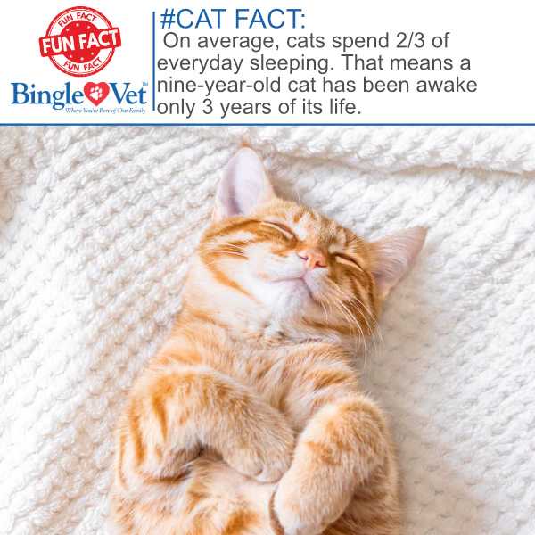BingleVet's tweet photo. #CatFact: On average, cats spend 2/3 of everyday sleeping. That means a nine-year-old cat has been awake only 3 years of its life. #DidYouKnow #cats
https://t.co/Fdqpdtyklk https://t.co/fx4Nw22ReY