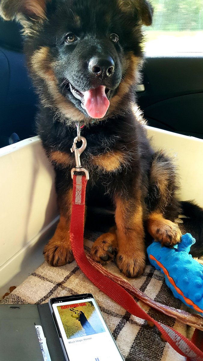 Gisele Theriault tweet media