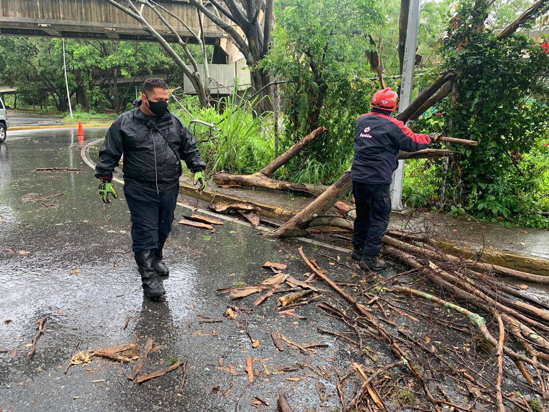 AlcaldiaBaruta's tweet photo. De igual manera, hoy #25Jul, nuestro equipo de #PCBaruta, y demás cuerpos de seguridad y prevención, siguen desplegados por otros puntos del municipio atendiendo las situaciones generadas a causa de las lluvias, como lo fue este árbol caído en la Redoma de #PradosDelEste https://t.co/DOjYQPVlcp