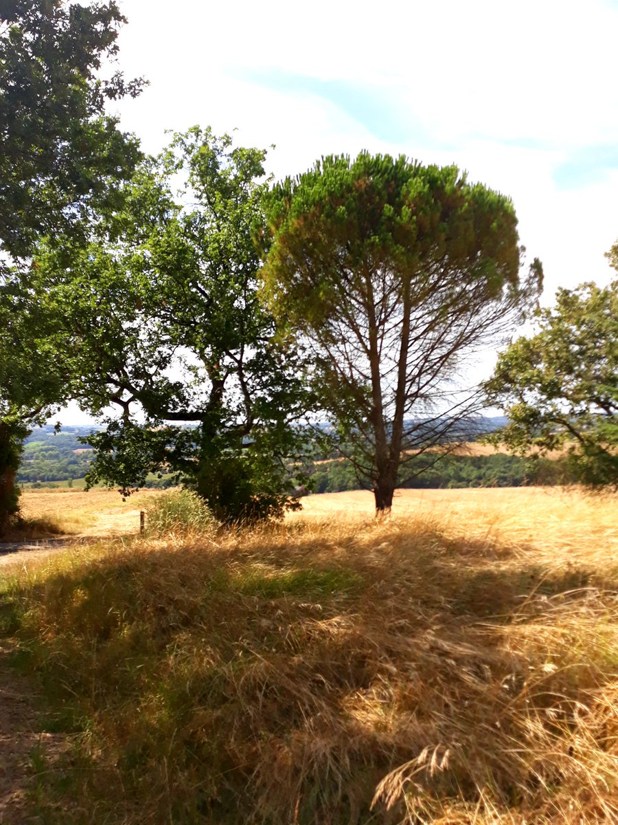 Nathalie_Rata's tweet photo. Après-midi #campagne, la seule qui compte vraiment 😉, dans le #gers à #cheval à #valencesurbaise, #maignauttauzia et #ayguetintes.
#lebonheurestdanslegers #PassezAuVert @GersTourisme @tourismecondom @pmartin_32 @GiseleBiemouret @PereiraJosLouis @FFEquitation https://t.co/y4SKDSWj3p