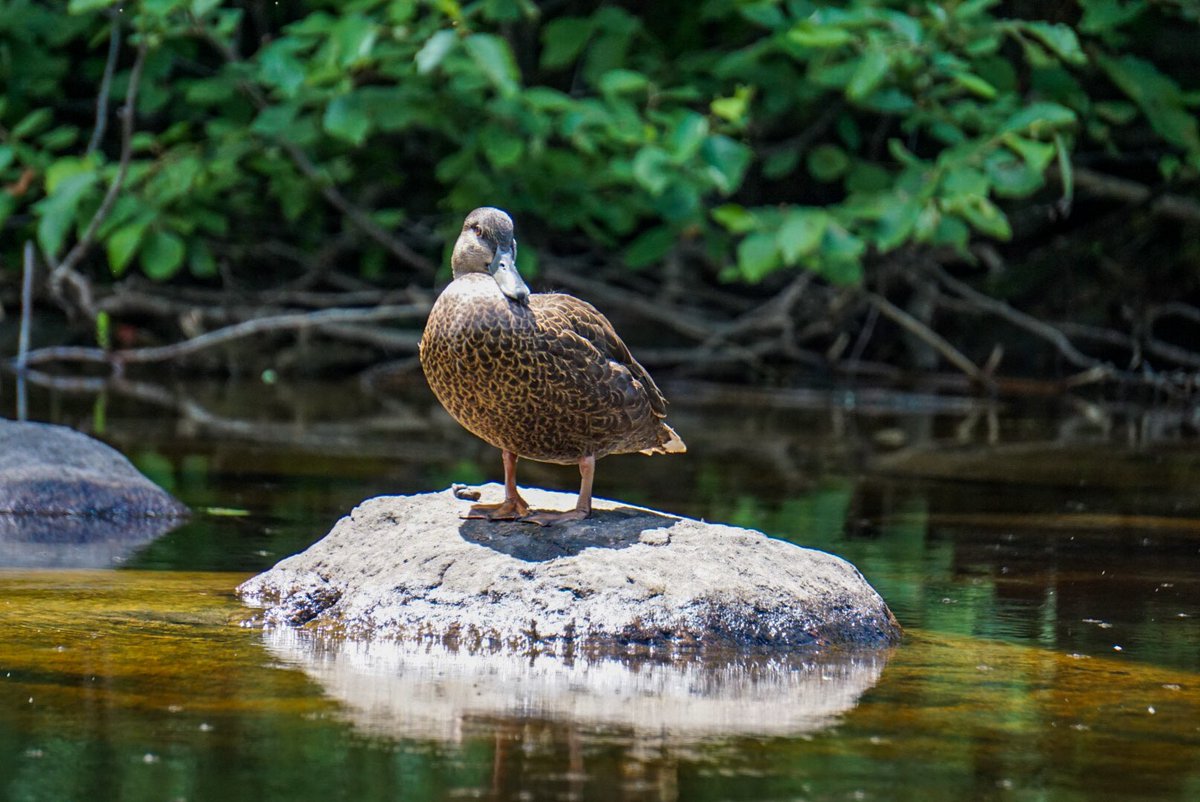Some cute duckies for your timeline 🥰