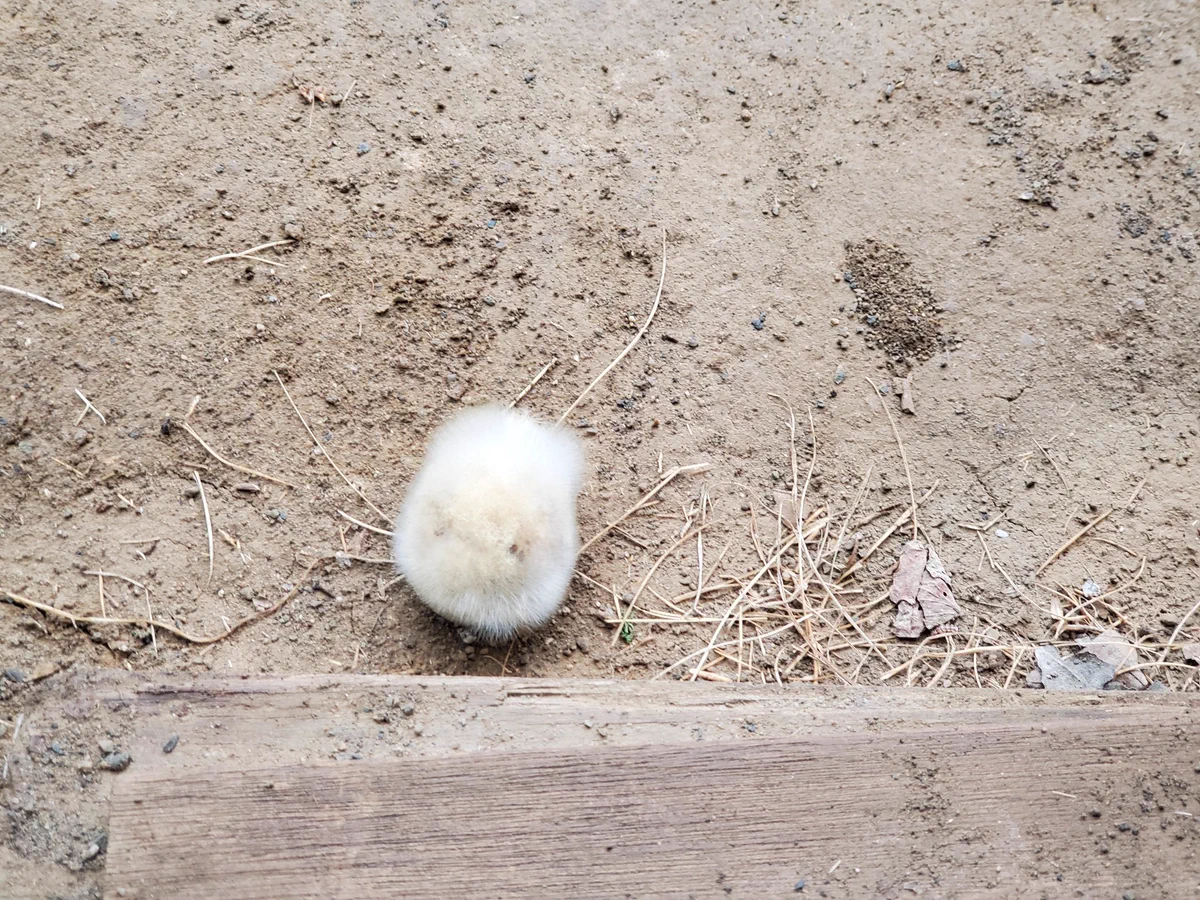 謎のフワモコ生物がいた！と思ったらカビ生えたジャガイモ…じゃなくてキウイだった…