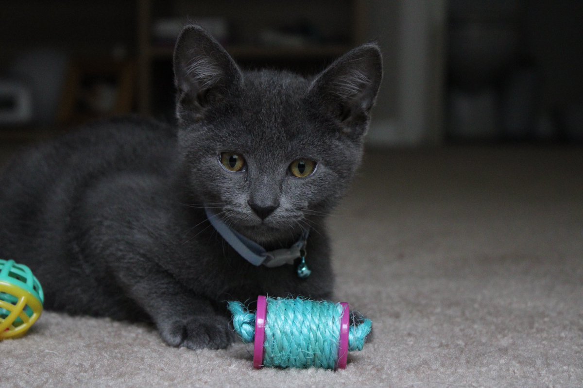 adopted a carolina kitten 🥺🤍