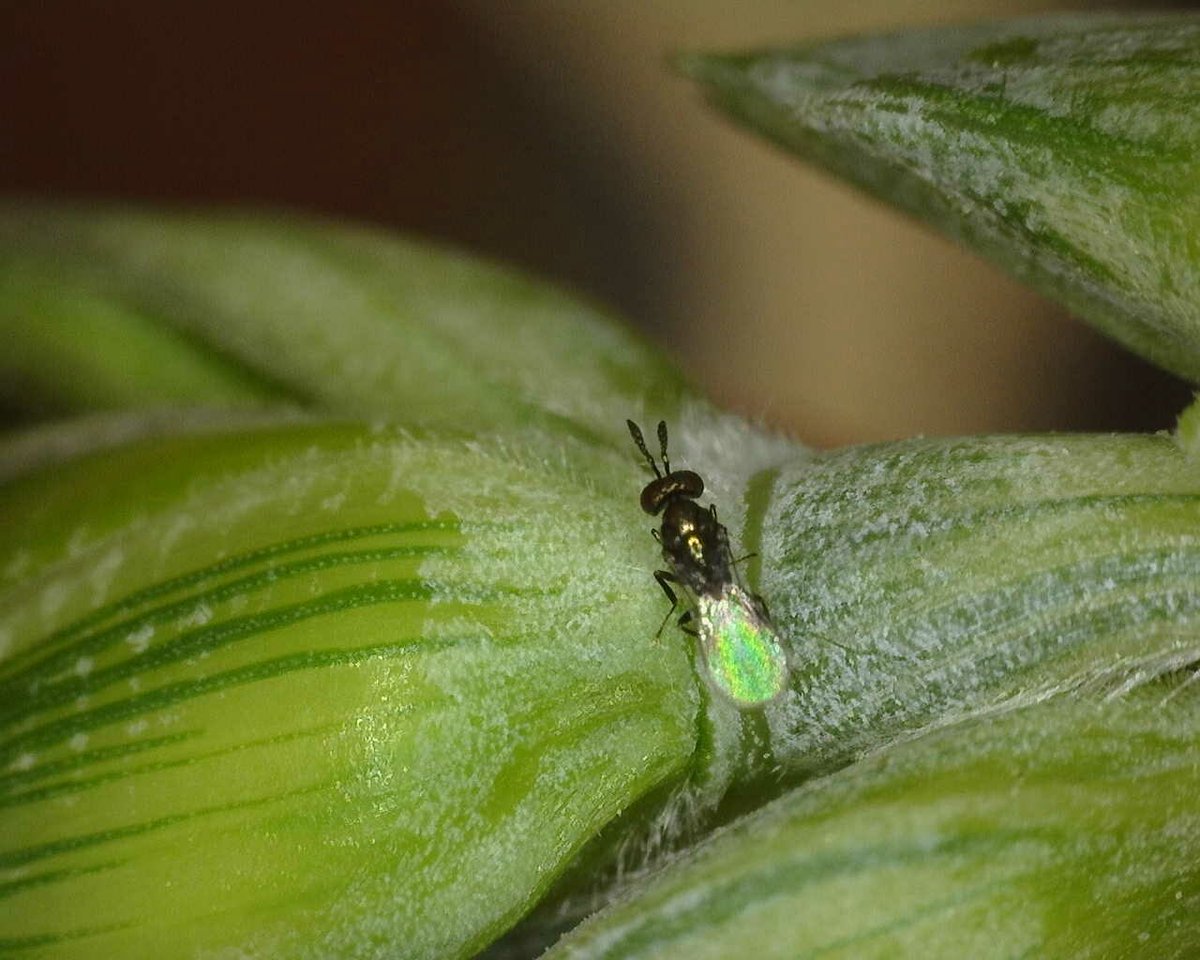 Got to spend the day yesterday with <a href="/TylerWist1/">Tyler Wist</a> looking for orange blossom wheat midge eggs. Found lots of these field heros, known as Macroglenes penetrans as well. Macroglenes are important natural enemies of the wheat midge.