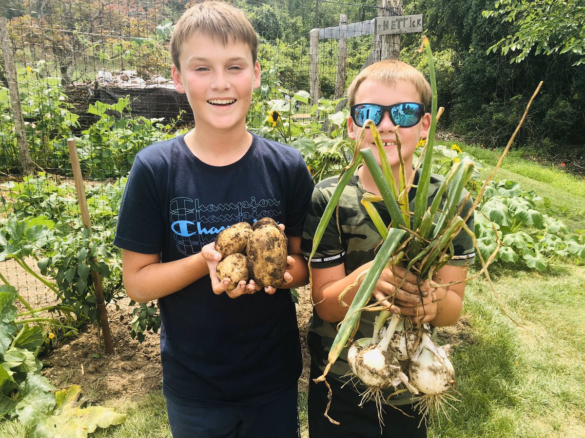 thetrick113_tim's tweet photo. Boys and I dug up last of the potatoes and onions (Highlander Variety) from @DixondaleFarms this afternoon. #GreenSideUpGarden #RootCrop #HudsonValley #ShowThemHowToGrow https://t.co/3LrqQ071S2