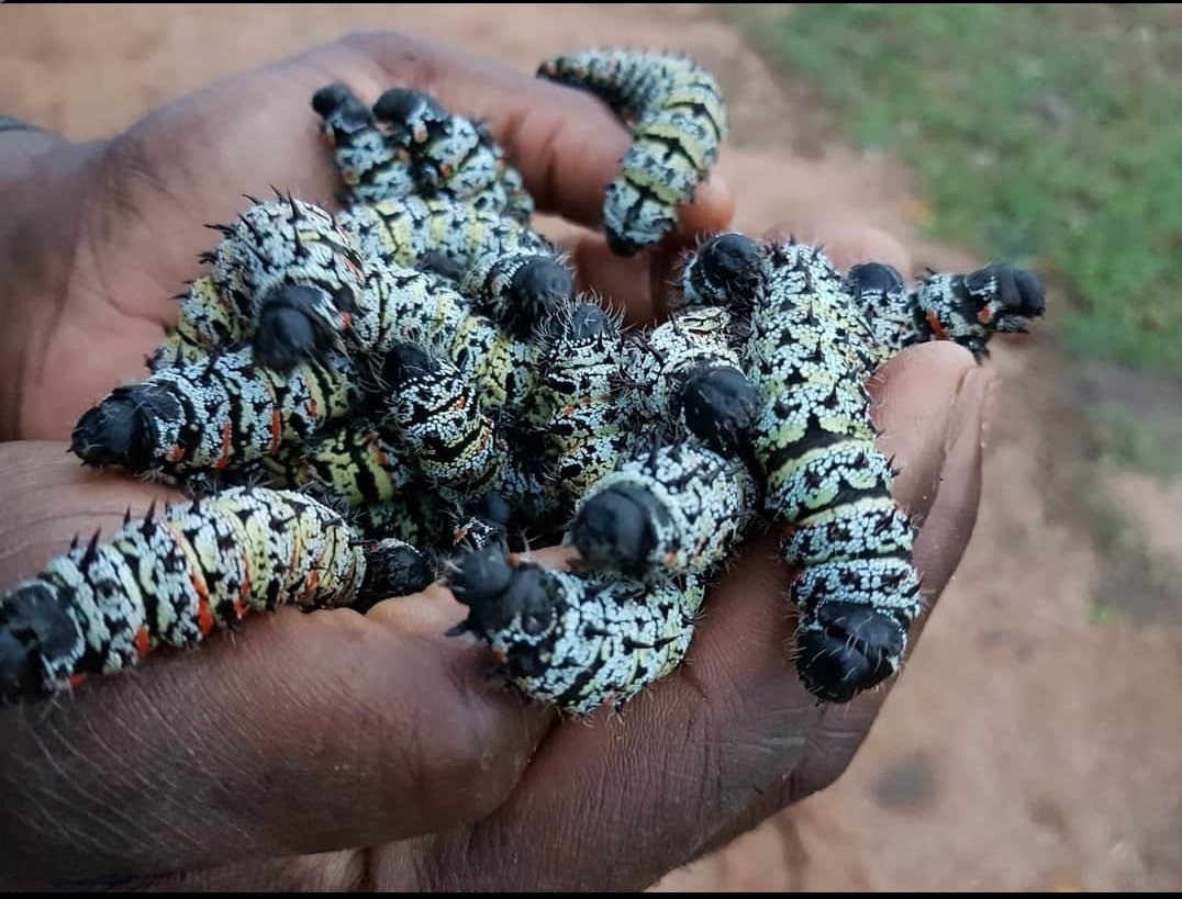 MopaneP's tweet photo. Jackalberry, African Ebony (Diospyros mespiliformis, Mushumha) tree is very important to survival of mopane worms. The fruits are eaten by humans, wild and domestic animals.  The fruits can also be used to brew beer.  This tree I very important to our community. https://t.co/PUon65ZXrM