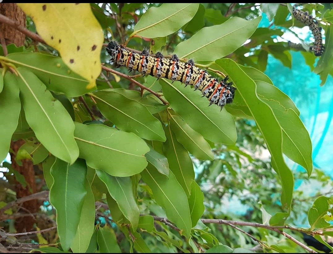 MopaneP's tweet photo. Jackalberry, African Ebony (Diospyros mespiliformis, Mushumha) tree is very important to survival of mopane worms. The fruits are eaten by humans, wild and domestic animals.  The fruits can also be used to brew beer.  This tree I very important to our community. https://t.co/PUon65ZXrM