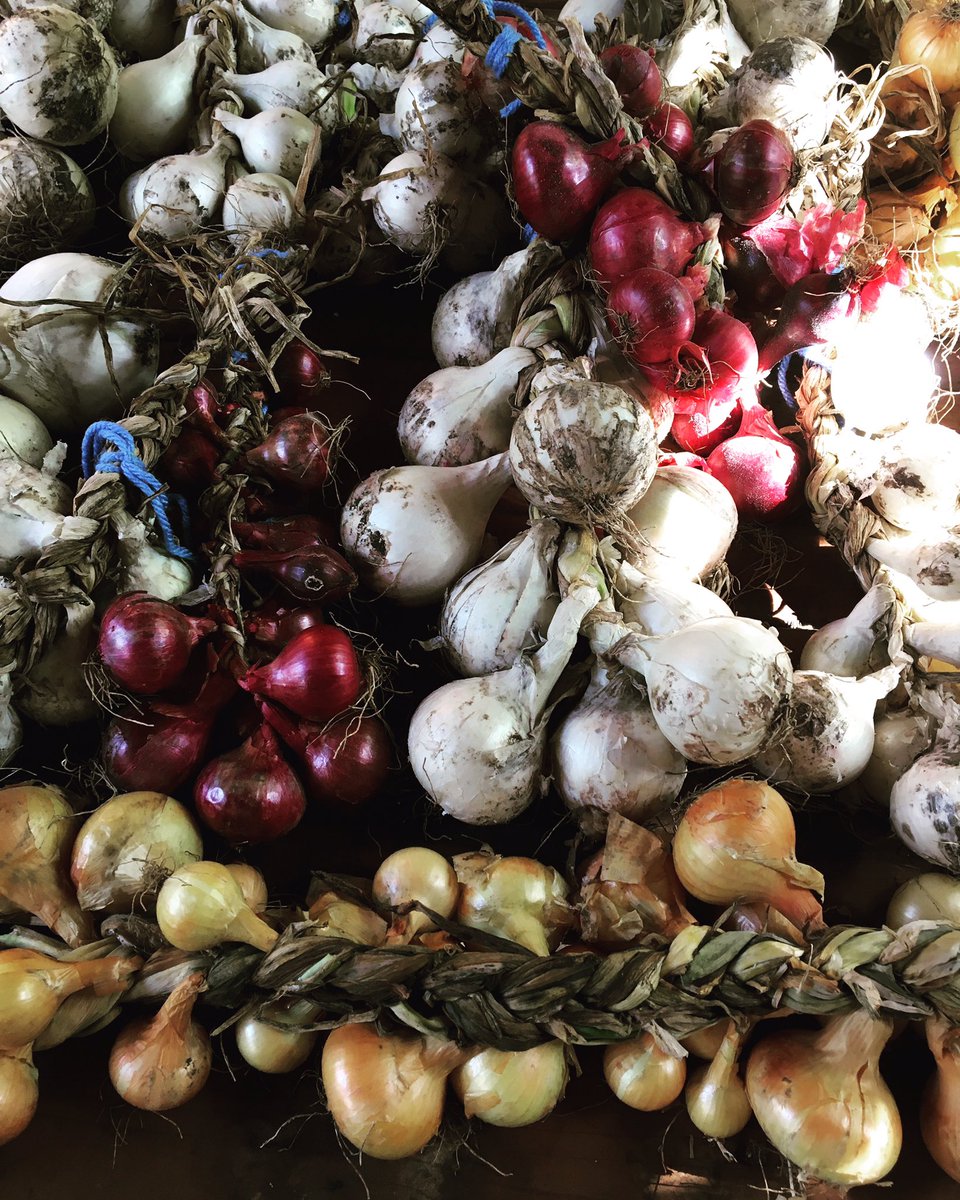SeedBuffalo's tweet photo. Braided onion cure!
#onions #KansasCity #kclocal #midwestadaptedseeds #localbusiness #localseeds #localfood https://t.co/ycuMPuo2oJ
