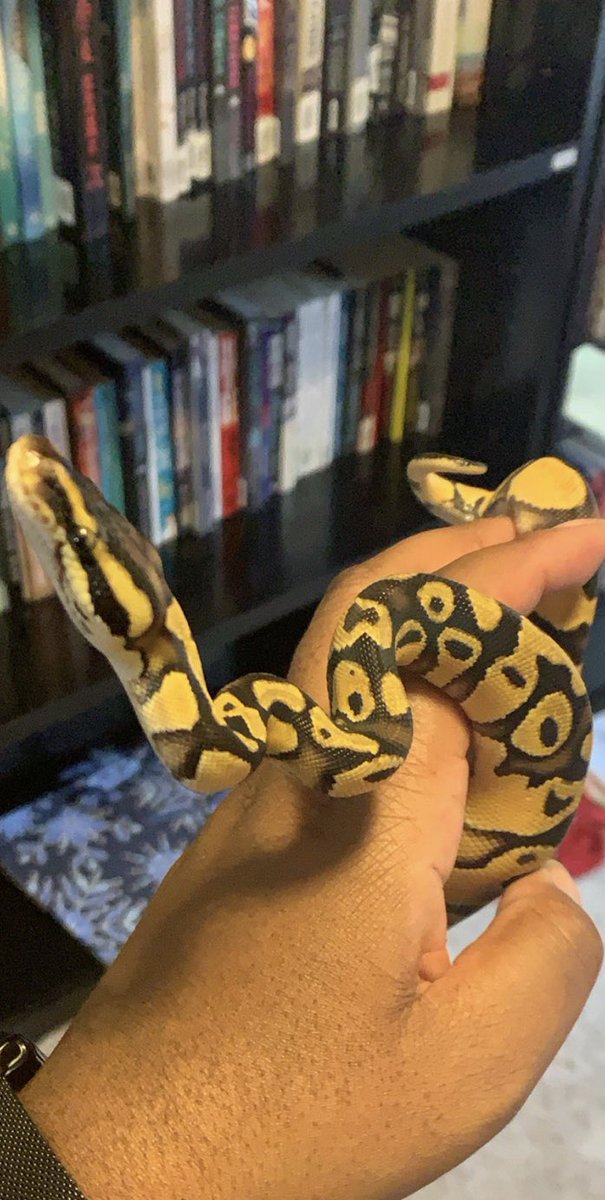 SharpeWithAnEE's tweet image. My new boo ❤️❤️ #ballpython #enchiballpython #SnakesLivesMatter #snake #reptiles #pastel