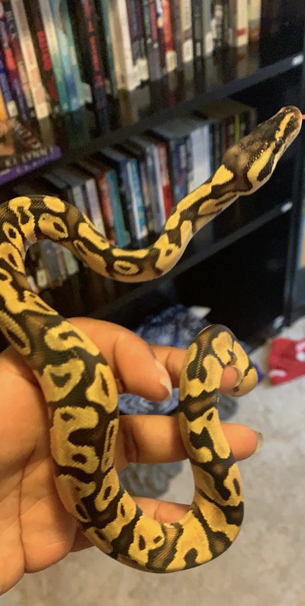 SharpeWithAnEE's tweet image. My new boo ❤️❤️ #ballpython #enchiballpython #SnakesLivesMatter #snake #reptiles #pastel