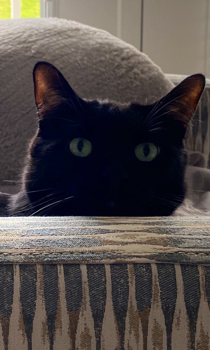 Bo_Vibes's tweet photo. Caturday mood 😼 https://t.co/bjL8OVOBBg