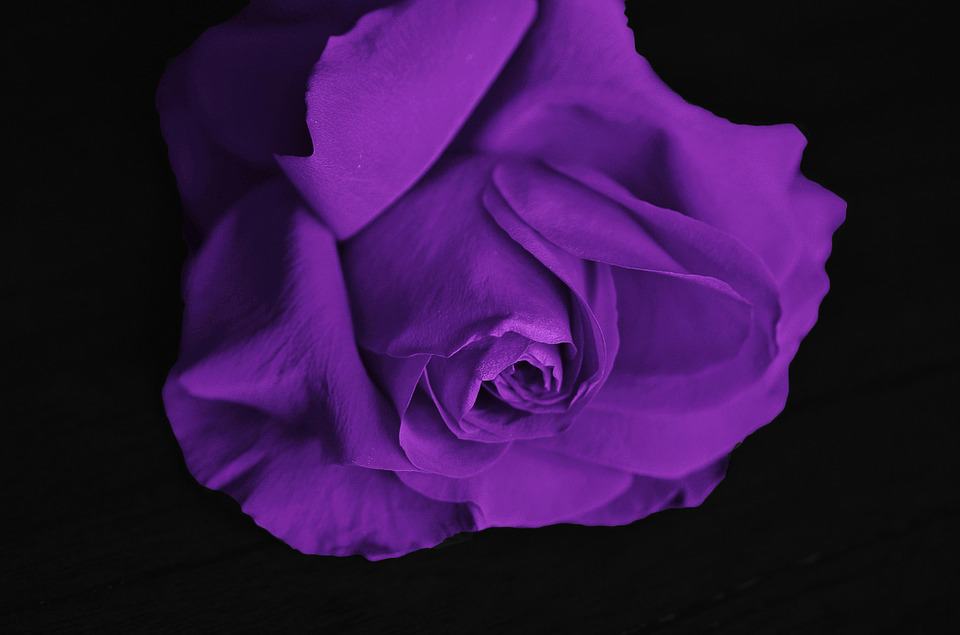 Purple rose #MTVHottest bts  @BTS_twt