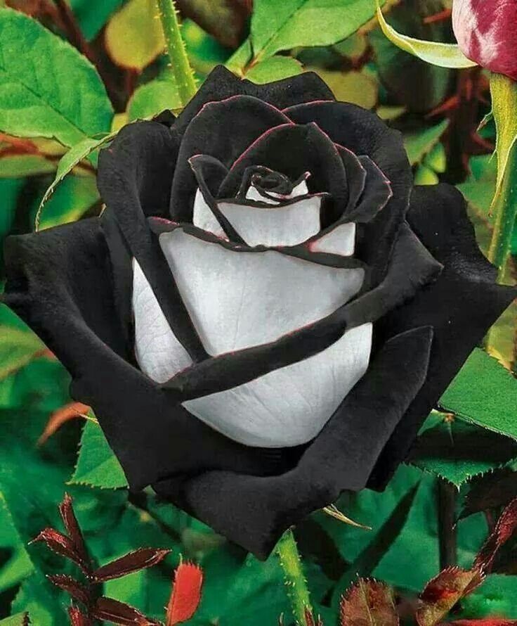 Black and white rose  #MTVHottest bts  @BTS_twt