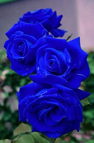 Blue rose #MTVHottest bts  @BTS_twt