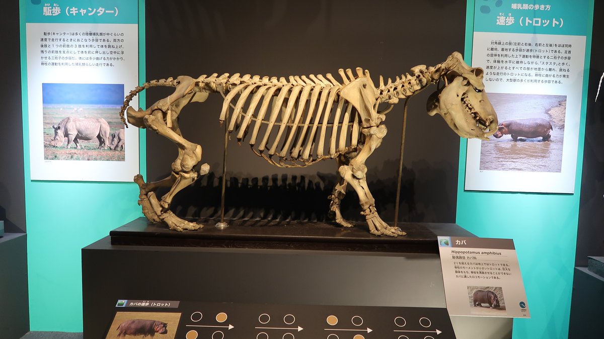 Asa たしかに珍しいですね 手持ちの哺乳類骨格画像をざっと見ましたが いちおうゾウも肋骨が腰近くまでありますね 大型化に伴った補強なのかもしれません