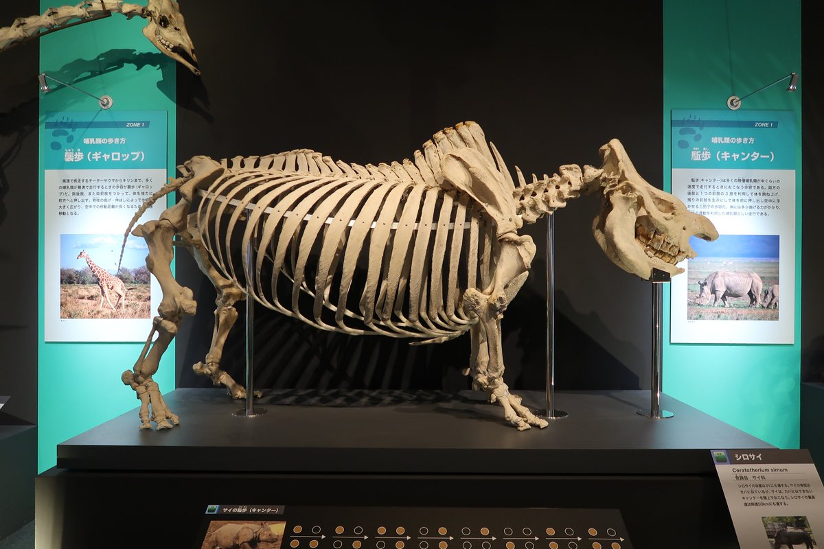 Asa たしかに珍しいですね 手持ちの哺乳類骨格画像をざっと見ましたが いちおうゾウも肋骨が腰近くまでありますね 大型化に伴った補強なのかもしれません