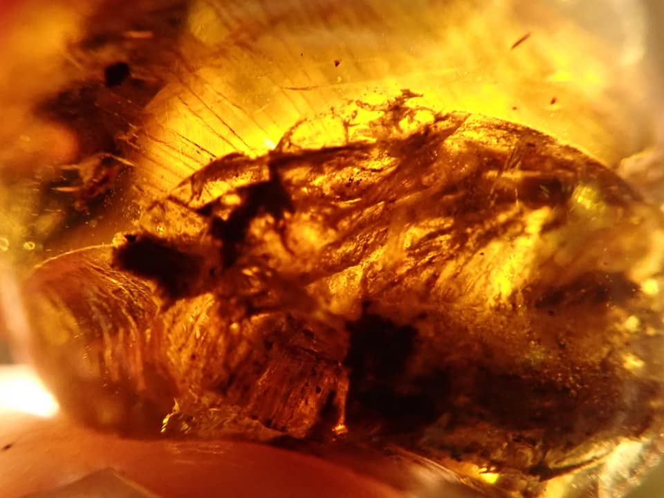 hugogill's tweet photo. From the https://t.co/iPKuZSSKb9 amber archive, here's another extremely intriguing specimen. More details & imagery at https://t.co/Cm33UiKYri
#amber #burmite #fossil #cretaceous #myanmar https://t.co/Gf14ZLtj2Z
