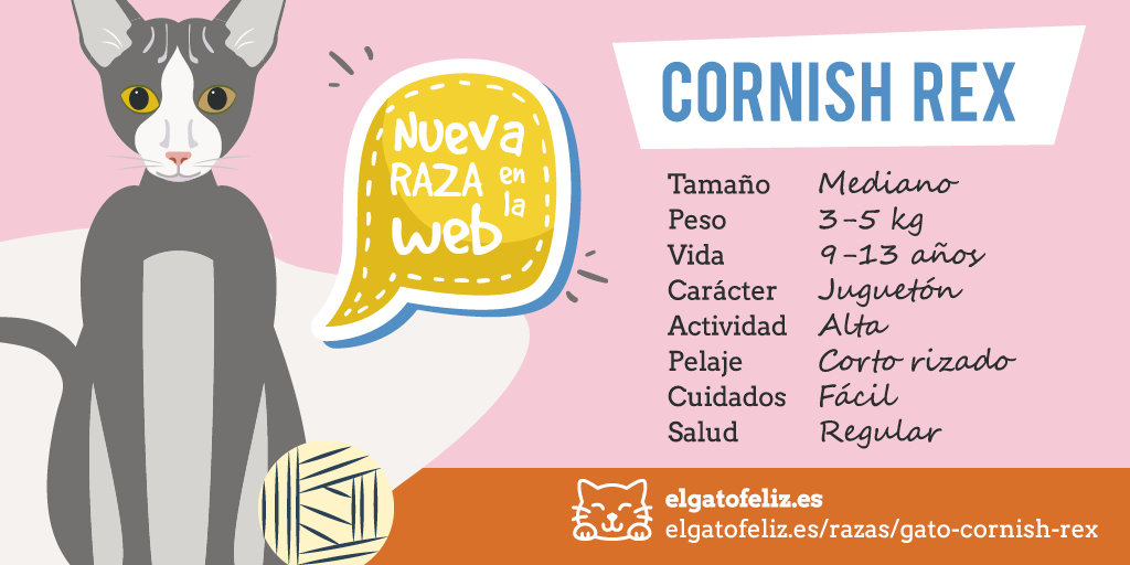 Elgatofeliz_es's tweet photo. Cornish Rex
Un nuevo fichaje en nuestra sección de razas. Un precioso minino de pelo corto y rizado ¿Te animas a saber más de él?
https://t.co/KZExoHNiaC
#razasgatos #gatospelorizado #cornishrex #cornishrexcats #gatos #cats #catlovers #cornishrexblack https://t.co/VDqo8c52ic