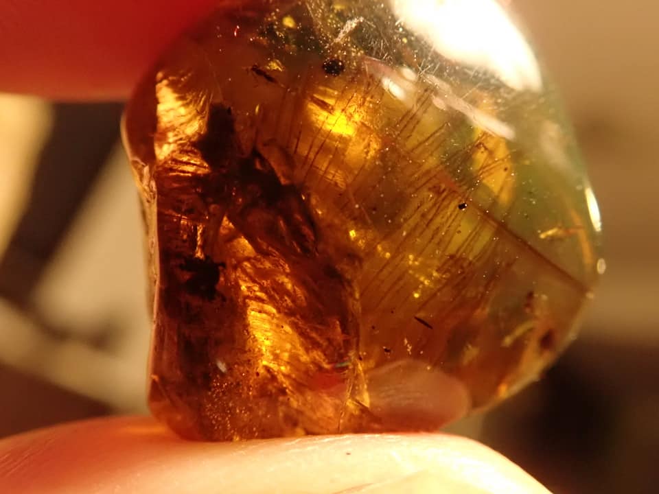 hugogill's tweet photo. From the https://t.co/iPKuZSSKb9 amber archive, here's another extremely intriguing specimen. More details & imagery at https://t.co/Cm33UiKYri
#amber #burmite #fossil #cretaceous #myanmar https://t.co/Gf14ZLtj2Z