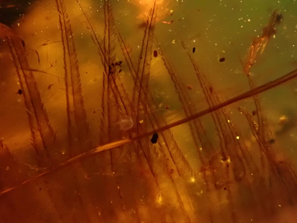hugogill's tweet photo. From the https://t.co/iPKuZSSKb9 amber archive, here's another extremely intriguing specimen. More details & imagery at https://t.co/Cm33UiKYri
#amber #burmite #fossil #cretaceous #myanmar https://t.co/Gf14ZLtj2Z