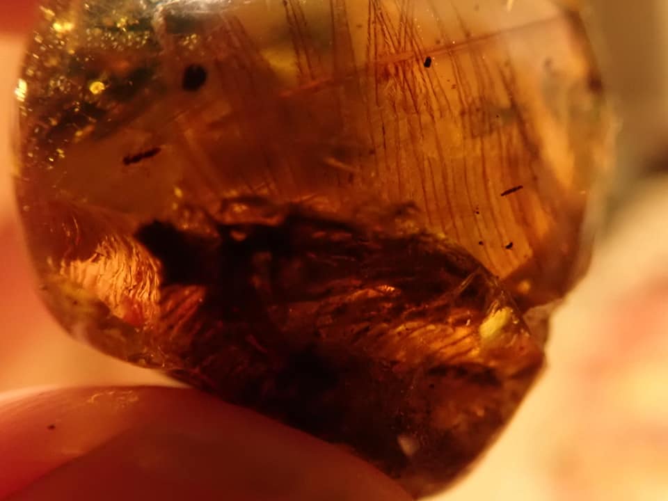 hugogill's tweet photo. From the https://t.co/iPKuZSSKb9 amber archive, here's another extremely intriguing specimen. More details & imagery at https://t.co/Cm33UiKYri
#amber #burmite #fossil #cretaceous #myanmar https://t.co/Gf14ZLtj2Z