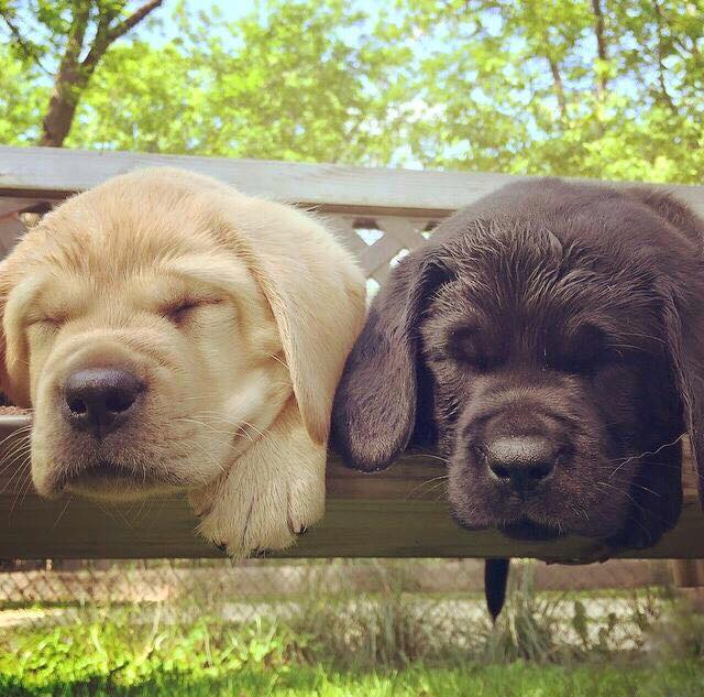 Marypin11's tweet photo. 😍🥰😘💤🐶 https://t.co/7uMKTRa77i